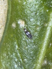Dendrothrips ornatus