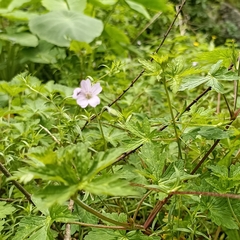 Geranium nepalense