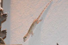 Tarentola mauritanica