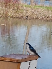 Tachycineta bicolor