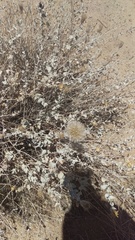 Brickellia incana