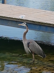 Ardea herodias