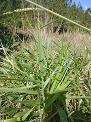 Urochloa brizantha