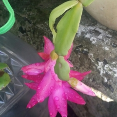 Schlumbergera buckleyi