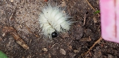 Acronicta americana
