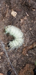 Acronicta americana