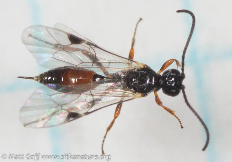 Phygadeuontinae