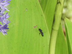 Dufourea novaeangliae