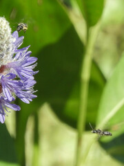 Dufourea novaeangliae