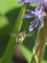 Dufourea novaeangliae