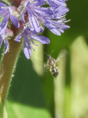 Dufourea novaeangliae