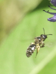 Dufourea novaeangliae