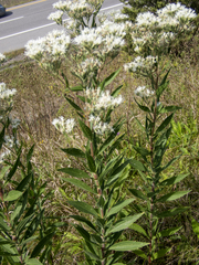 Eupatorium altissimum