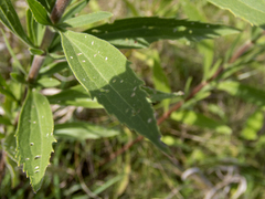 Eupatorium altissimum
