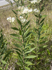 Eupatorium altissimum