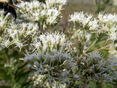 Eupatorium altissimum