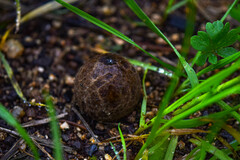 Lycoperdaceae