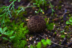 Lycoperdaceae