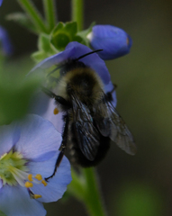 Bombus impatiens