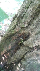 Pseudotorynorrhina japonica