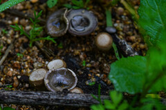 Cyathus olla