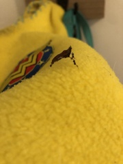Galasa nigrinodis