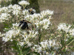 Eupatorium altissimum