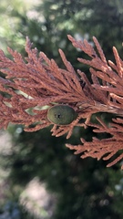 Chlorochroa persimilis