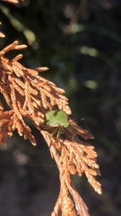Chlorochroa persimilis