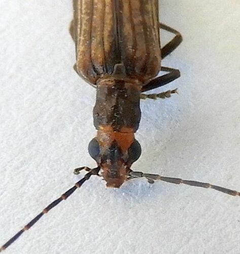 Vasaces linearis