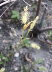 Setaria scheelei