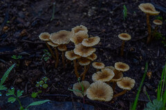 Agaricales