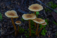 Agaricales