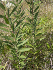 Eupatorium altissimum