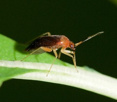 Rhinocapsus vanduzeei