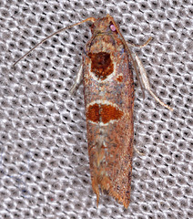 Glyphidoptera insignana