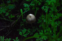 Agaricales