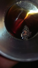 Apantesis williamsii