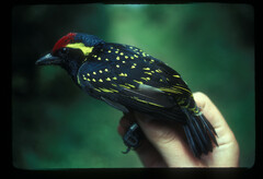 Buccanodon duchaillui