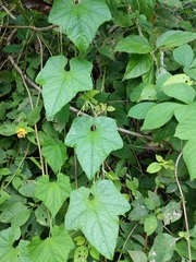 Rytidostylis gracilis