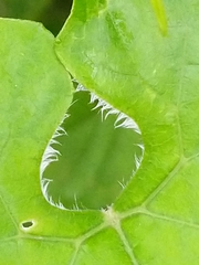 Rytidostylis gracilis