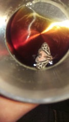 Apantesis williamsii