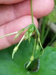 Rytidostylis gracilis