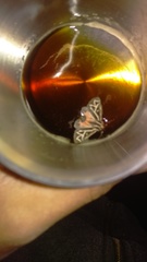 Apantesis williamsii