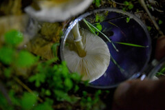 Leucoagaricus