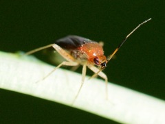 Rhinocapsus vanduzeei