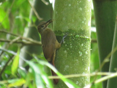 Dendrocincla fuliginosa