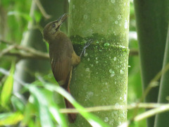 Dendrocincla fuliginosa