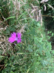 Dianthus longicalyx