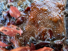 Cryptosula pallasiana